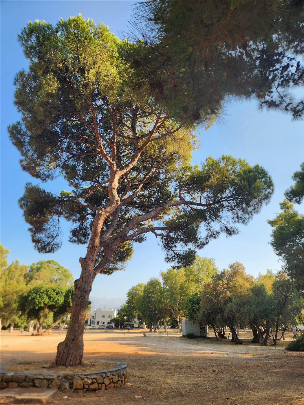 Pin parasol dans le parc des Saints-Apôtres à Chania